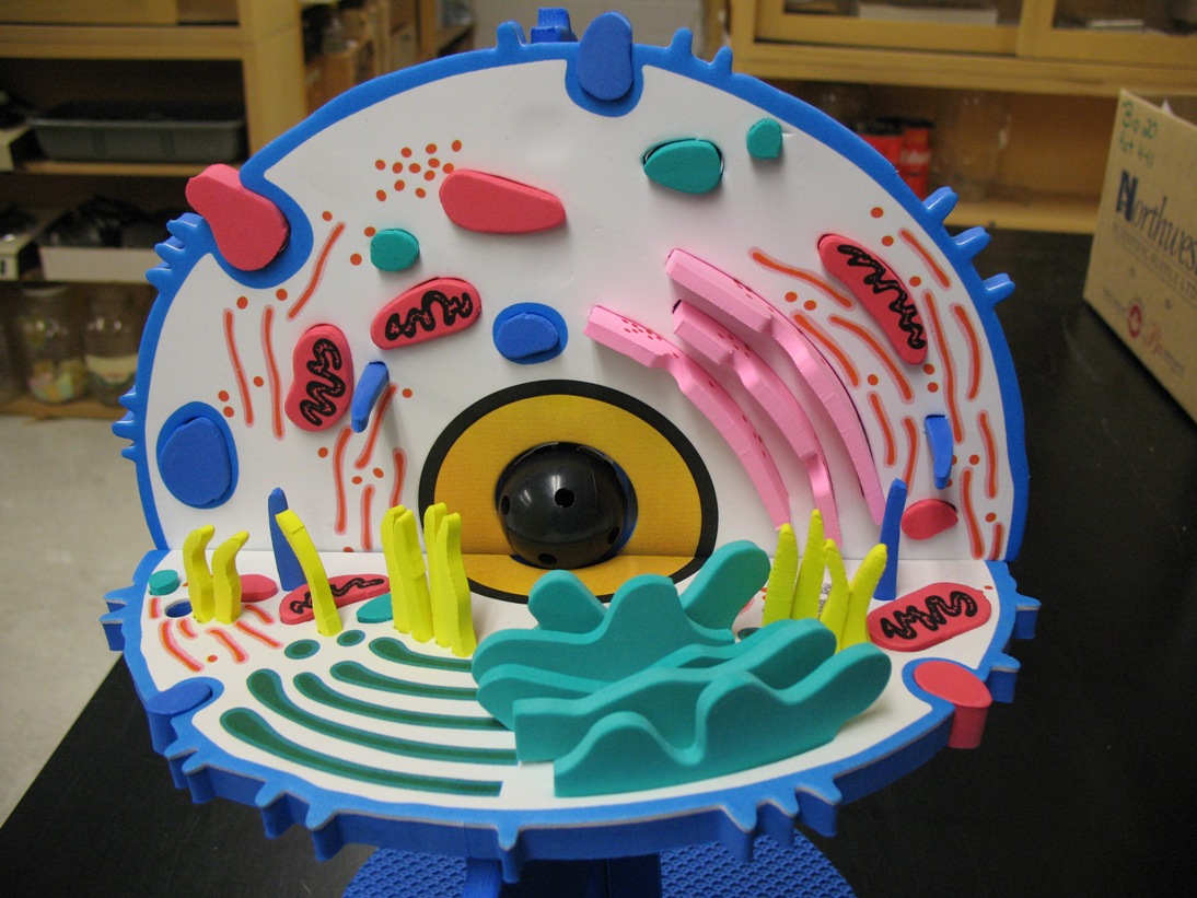 3d Plant Cell Diagram With Labels