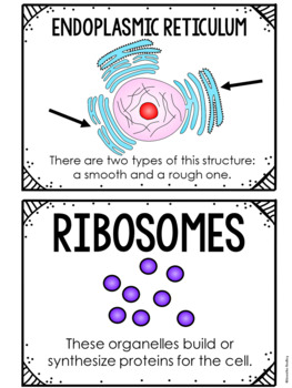 5th Grade Plant And Animal Cells Worksheets