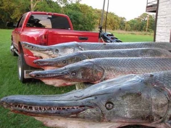 Alligator Fish