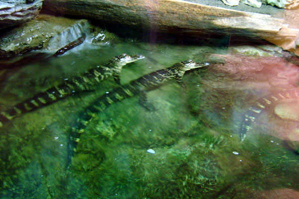 Alligator Fish Aquarium