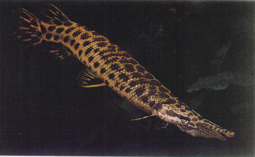 Alligator Fish Aquarium