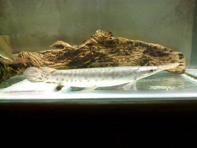 Alligator Fish For Sale
