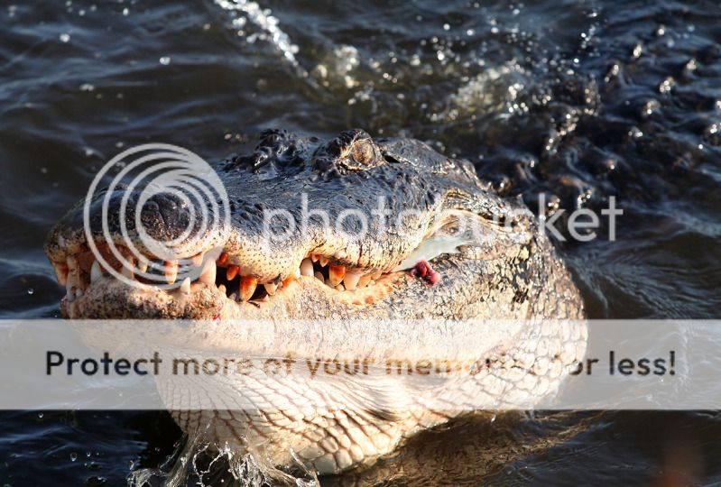 Alligator Fish Pictures