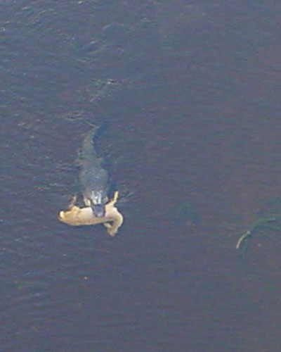 Alligator Fish Texas