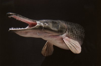 Alligator Fish Texas
