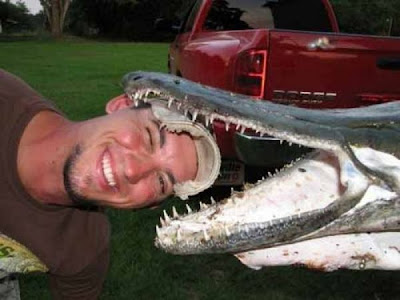 Alligator Gar Attack Bite