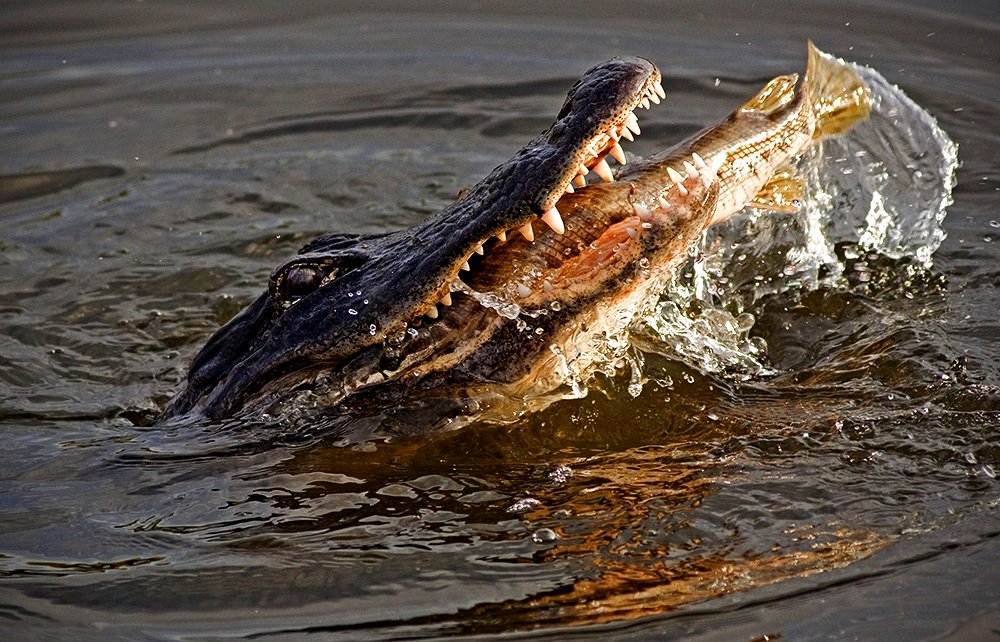Alligator Gar Fish Image
