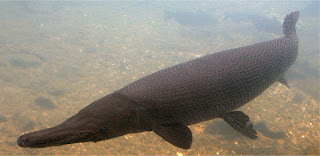 Alligator Gar Fish Image