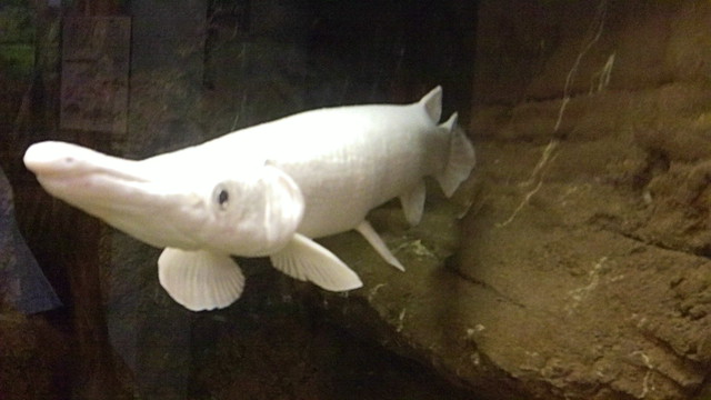 Alligator Gar Fish In Aquarium