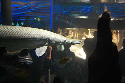 Alligator Gar Fish In Aquarium