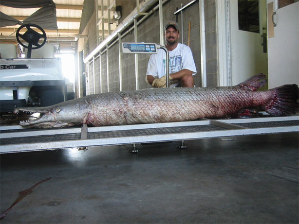Alligator Gar Fish Record