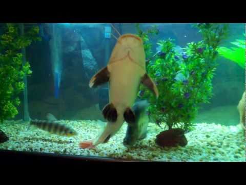 Alligator Gar Fish Tank