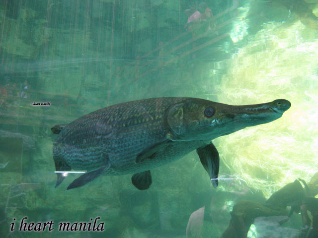Alligator Gar Fish Tank