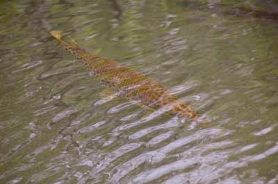 Alligator Gar In Texas Rivers