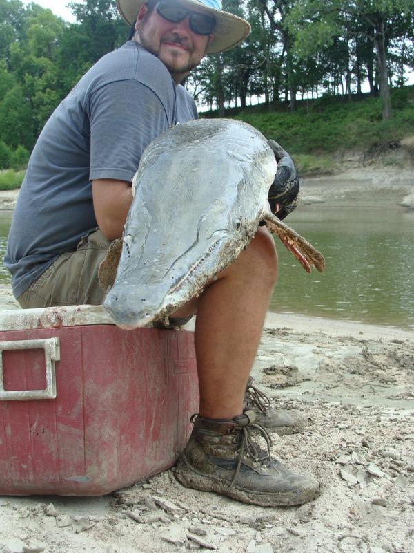 Alligator Gar Trinity River Fort Worth