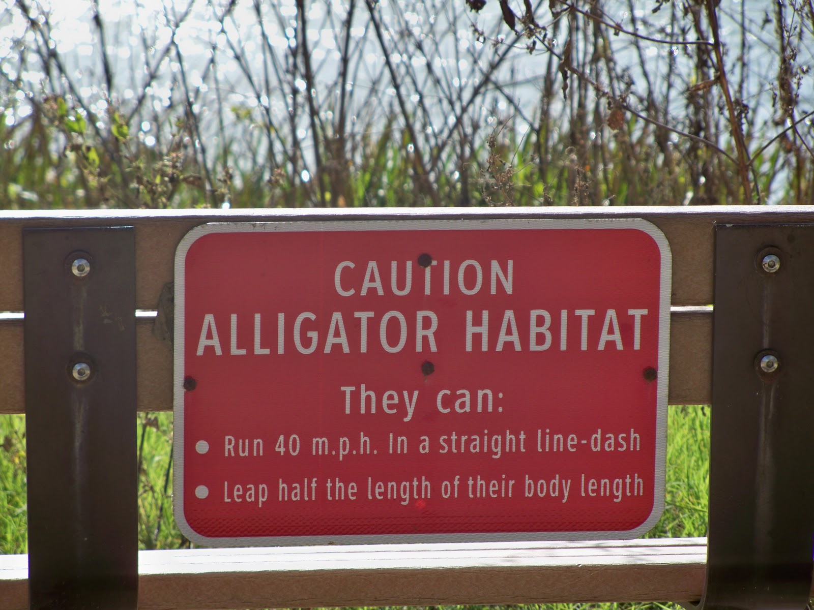 Alligator Gar Trinity River Fort Worth