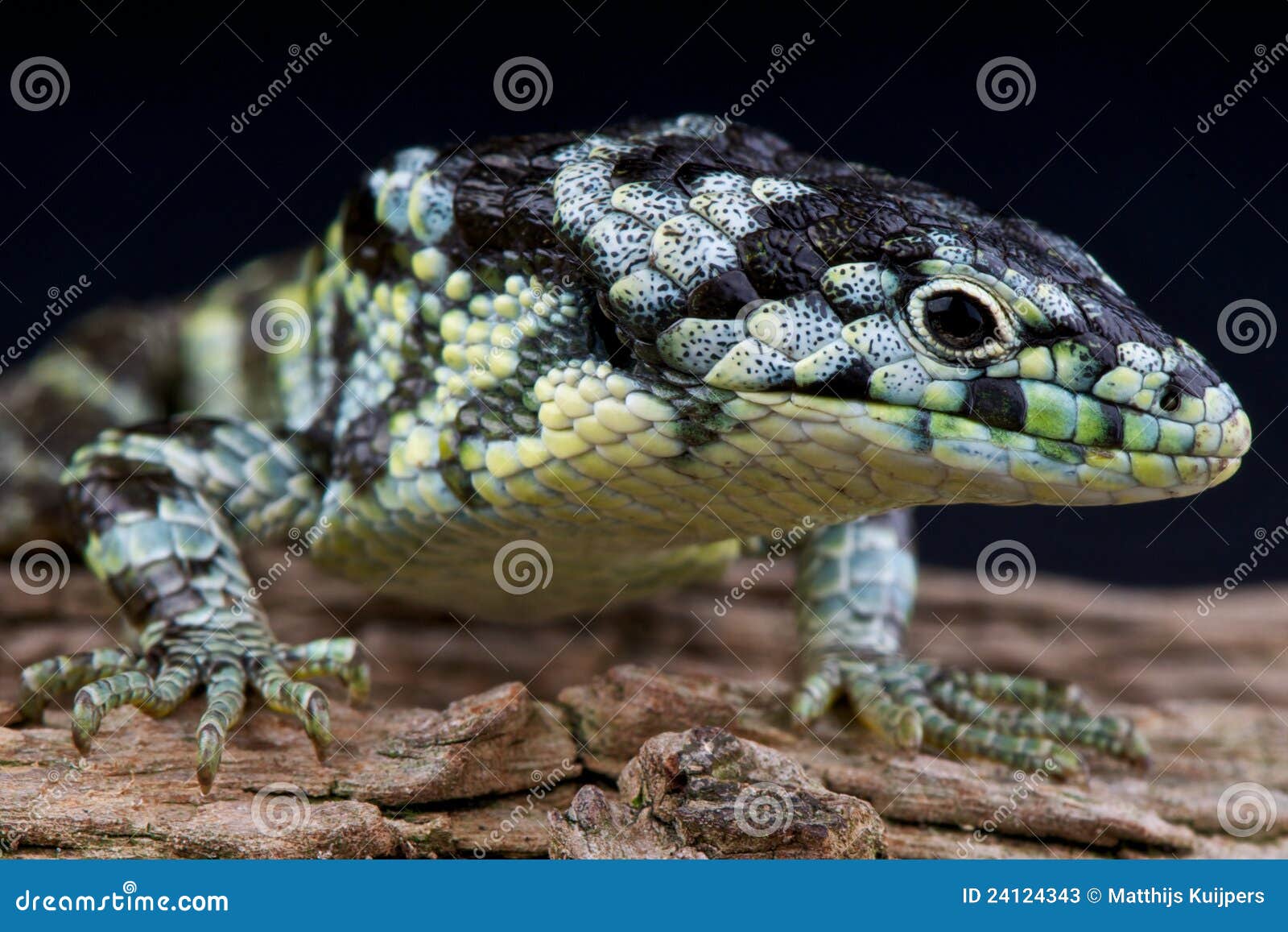Alligator Lizard Pet