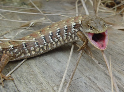 Alligator Lizard Teeth