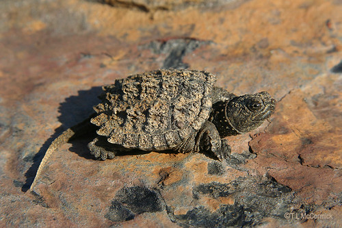 Alligator Snapping Turtle Baby