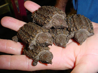 Alligator Snapping Turtle Baby