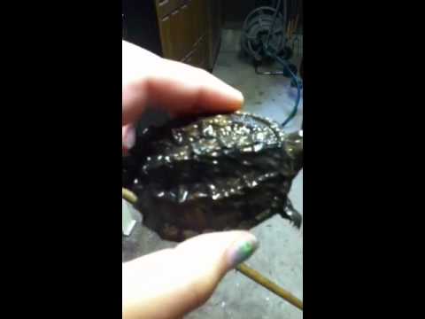 Alligator Snapping Turtle Baby Care