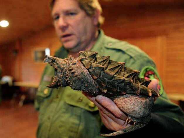 Alligator Snapping Turtle Baby Care