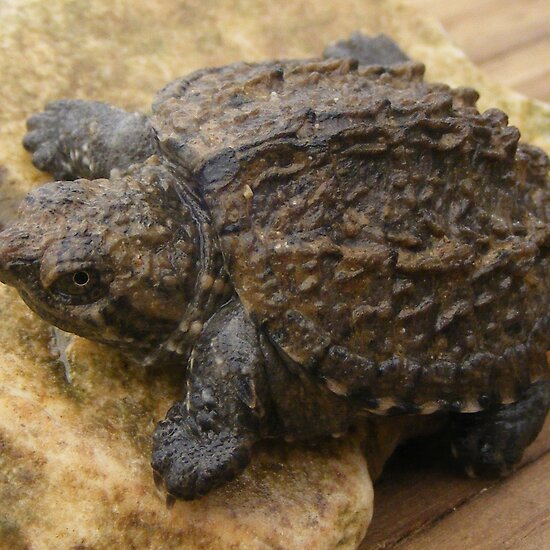 Alligator Snapping Turtle Baby For Sale