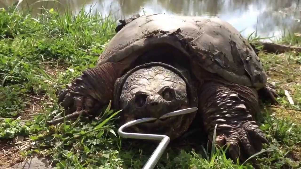 Alligator Snapping Turtle Bite