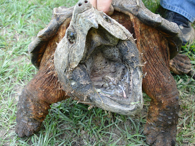 Alligator Snapping Turtle Bite