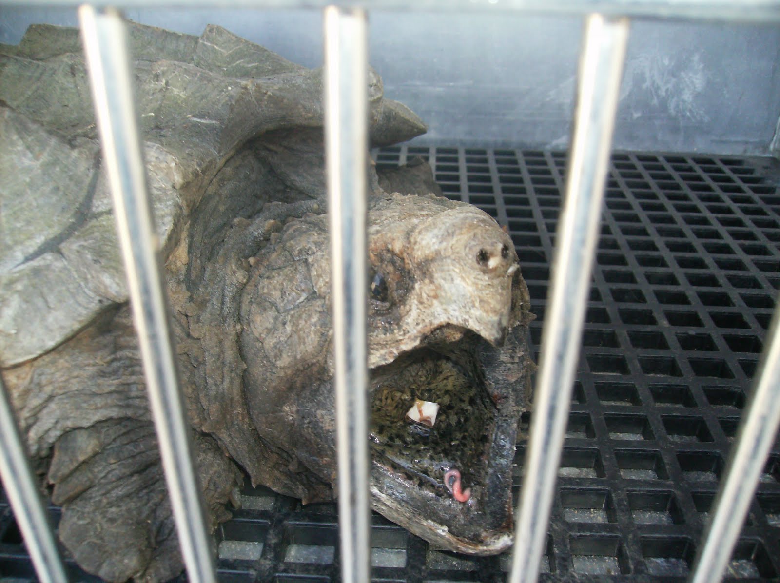 Alligator Snapping Turtle Bite Force