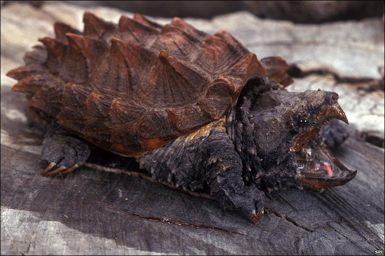 Alligator Snapping Turtle Bite Force