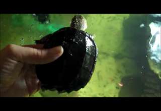 Alligator Snapping Turtle Bite Video