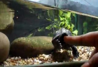 Alligator Snapping Turtle Bites Finger Off