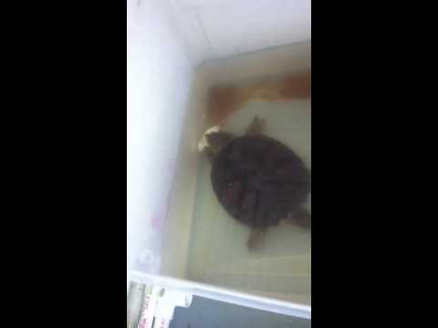 Alligator Snapping Turtle Eating Mice