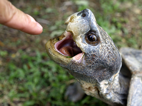 Alligator Snapping Turtle Eating Snake