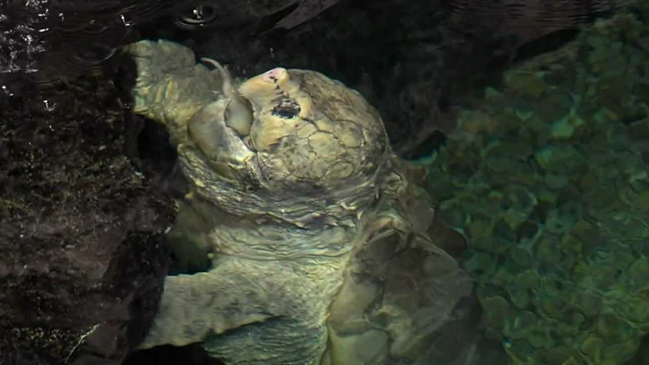 Alligator Snapping Turtle Eating Watermelon