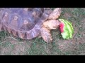 Alligator Snapping Turtle Eating Watermelon