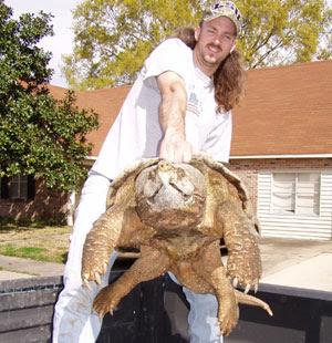 Alligator Snapping Turtle Facts And Pictures