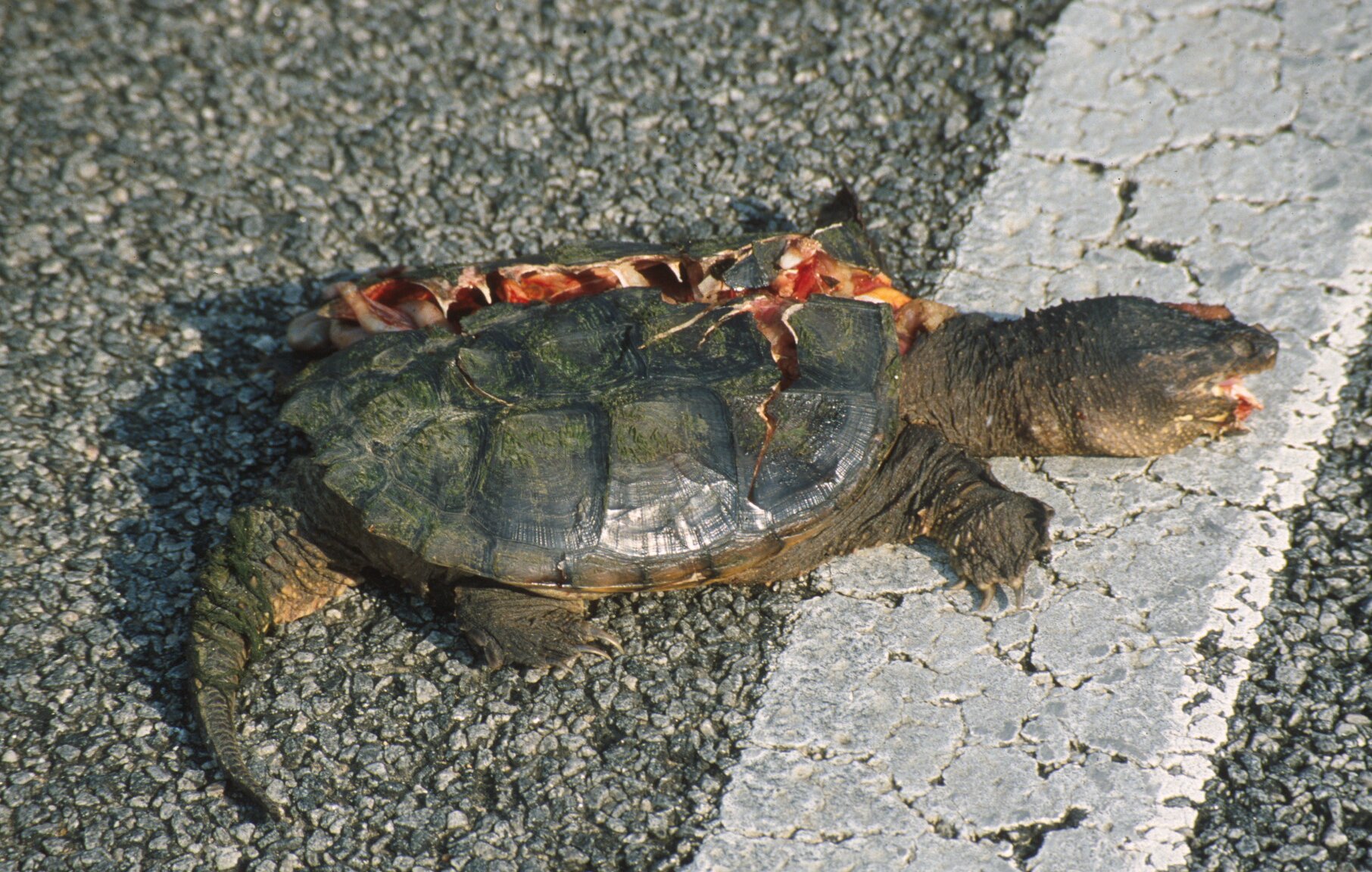 Alligator Snapping Turtle Habitat Requirements