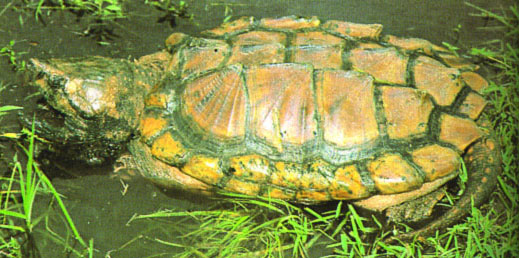 Alligator Snapping Turtle Habitat Requirements