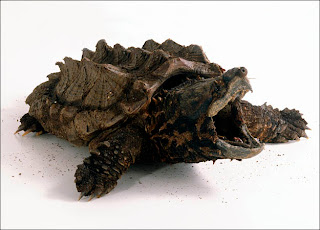 Alligator Snapping Turtle In Water