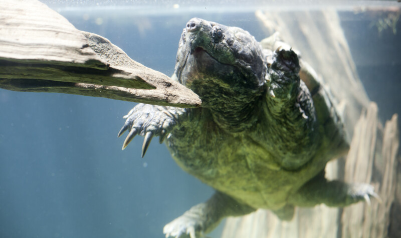 Alligator Snapping Turtle In Water