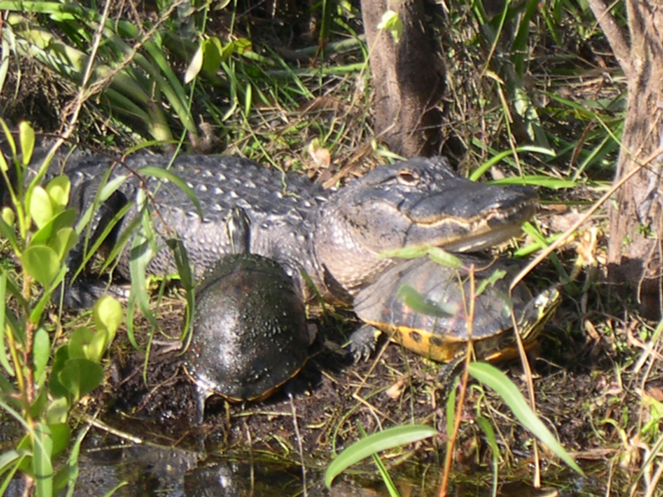 Alligator Turtle