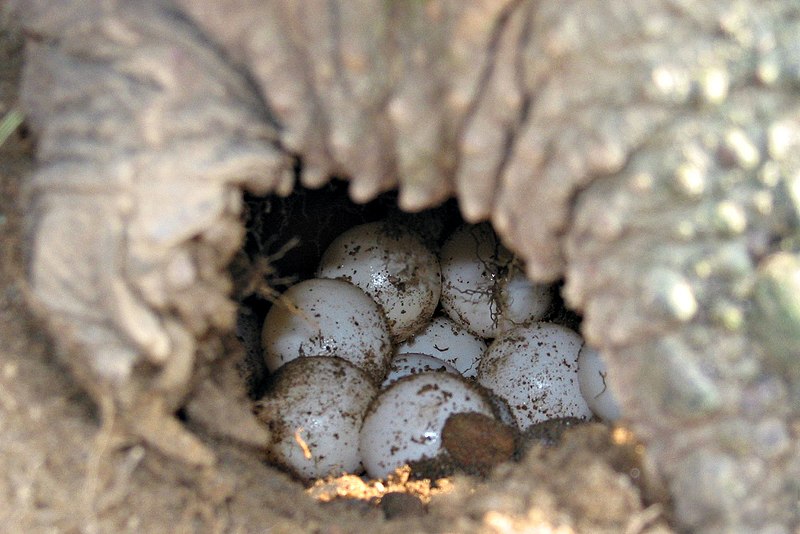 Alligator Turtle Eggs