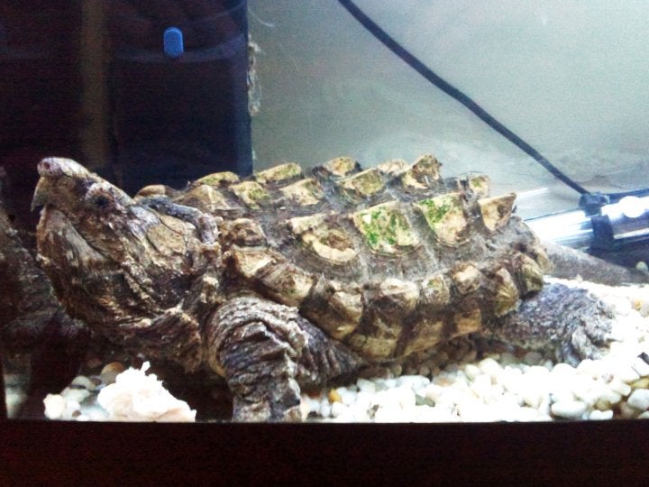 Alligator Turtle For Sale