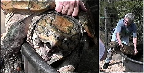 Alligator Turtle Hybrid