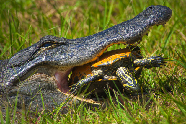 Alligator Turtle Images