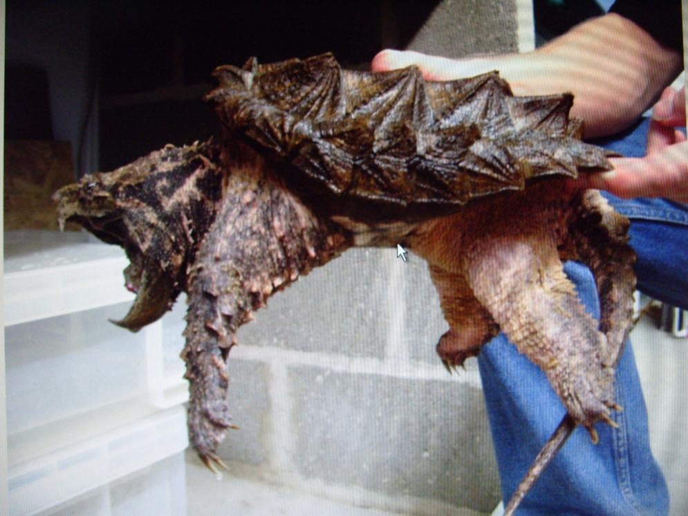 Alligator Turtle Shell