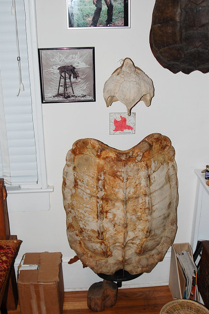 Alligator Turtle Shell