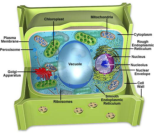 Animal And Plant Cell Diagram For Kids
